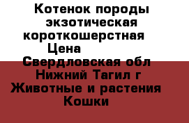 Котенок породы экзотическая короткошерстная. › Цена ­ 20 000 - Свердловская обл., Нижний Тагил г. Животные и растения » Кошки   